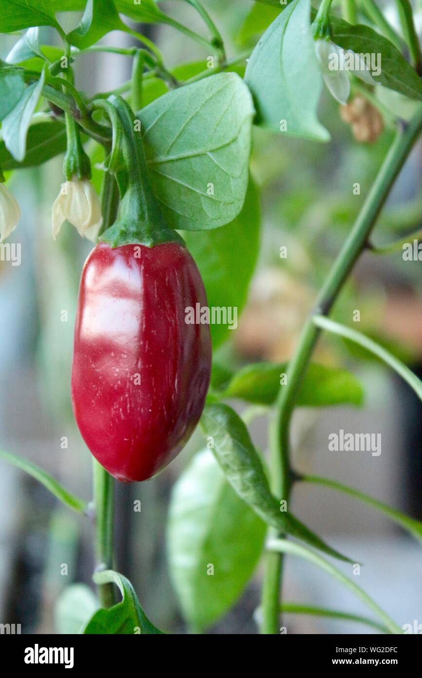 Red Chili Pepper Growing On Plant Stock Photo Alamy