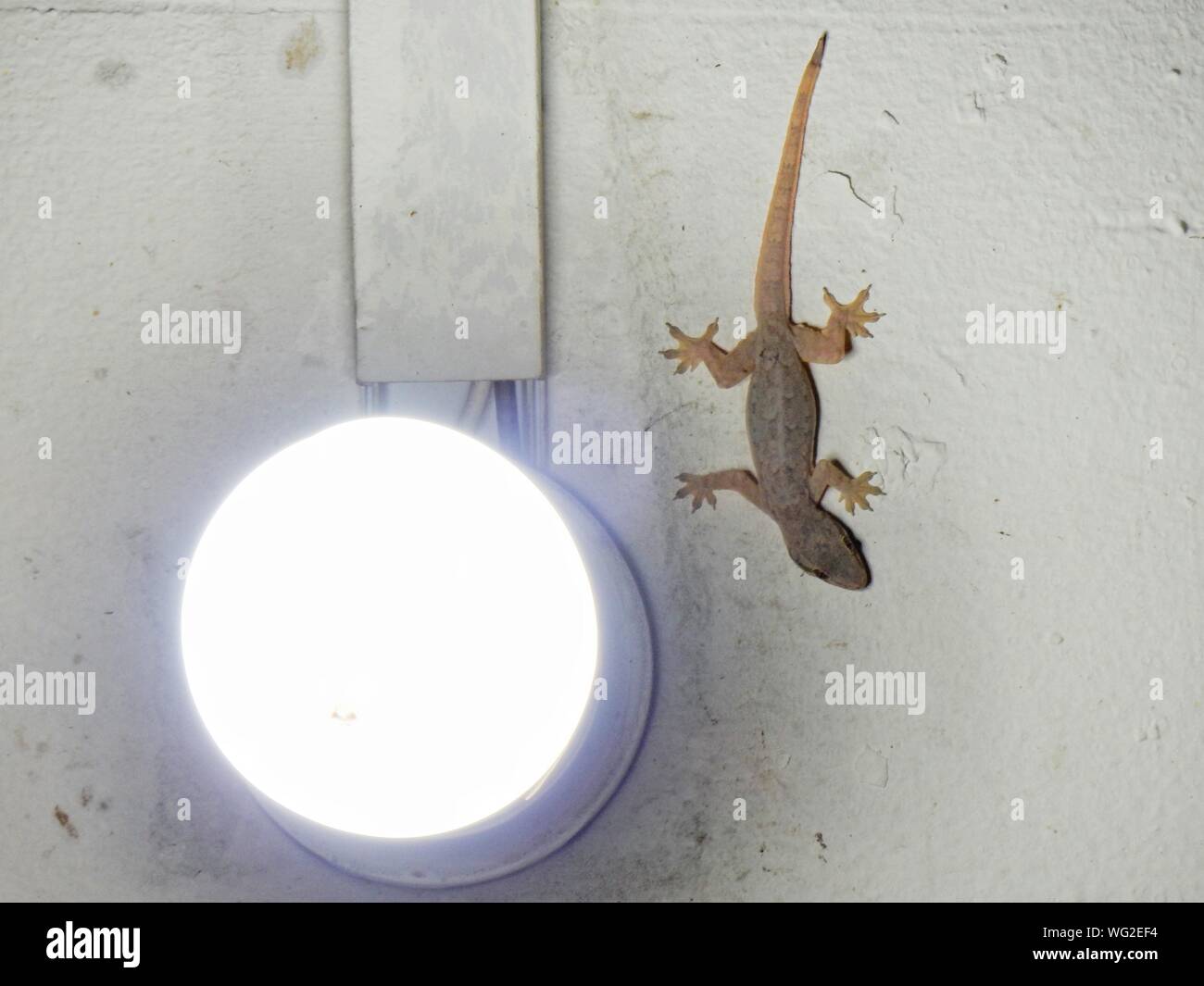 light lizard