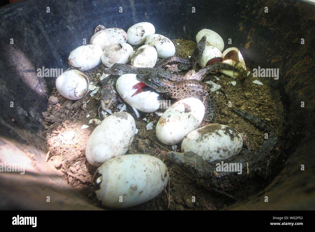 Closeup Of Hatching Crocodile Eggs Stock Photo Alamy