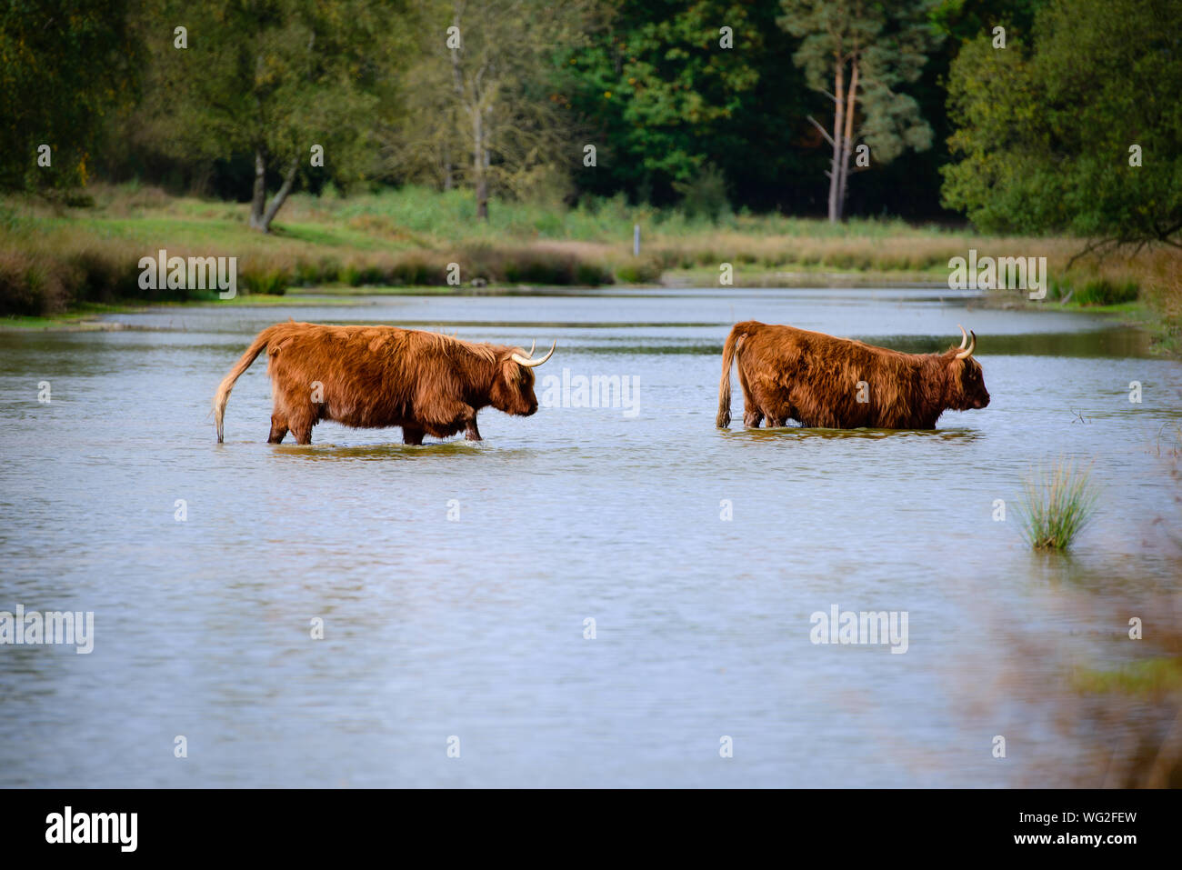 Highland Cattles Crossing River Stock Photo