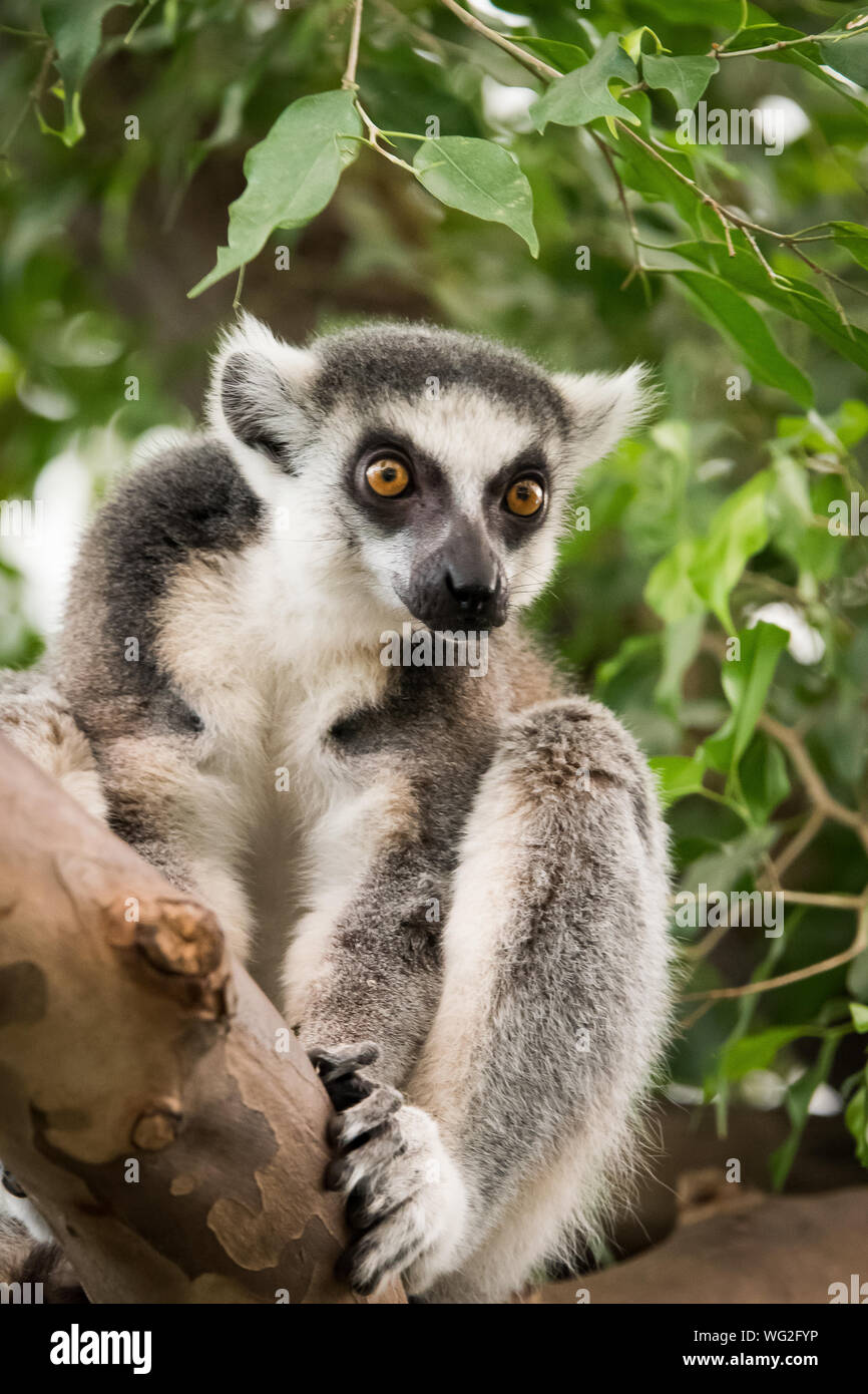 koala lemur high resolution stock photography and images alamy koala lemur high resolution stock photography and images alamy