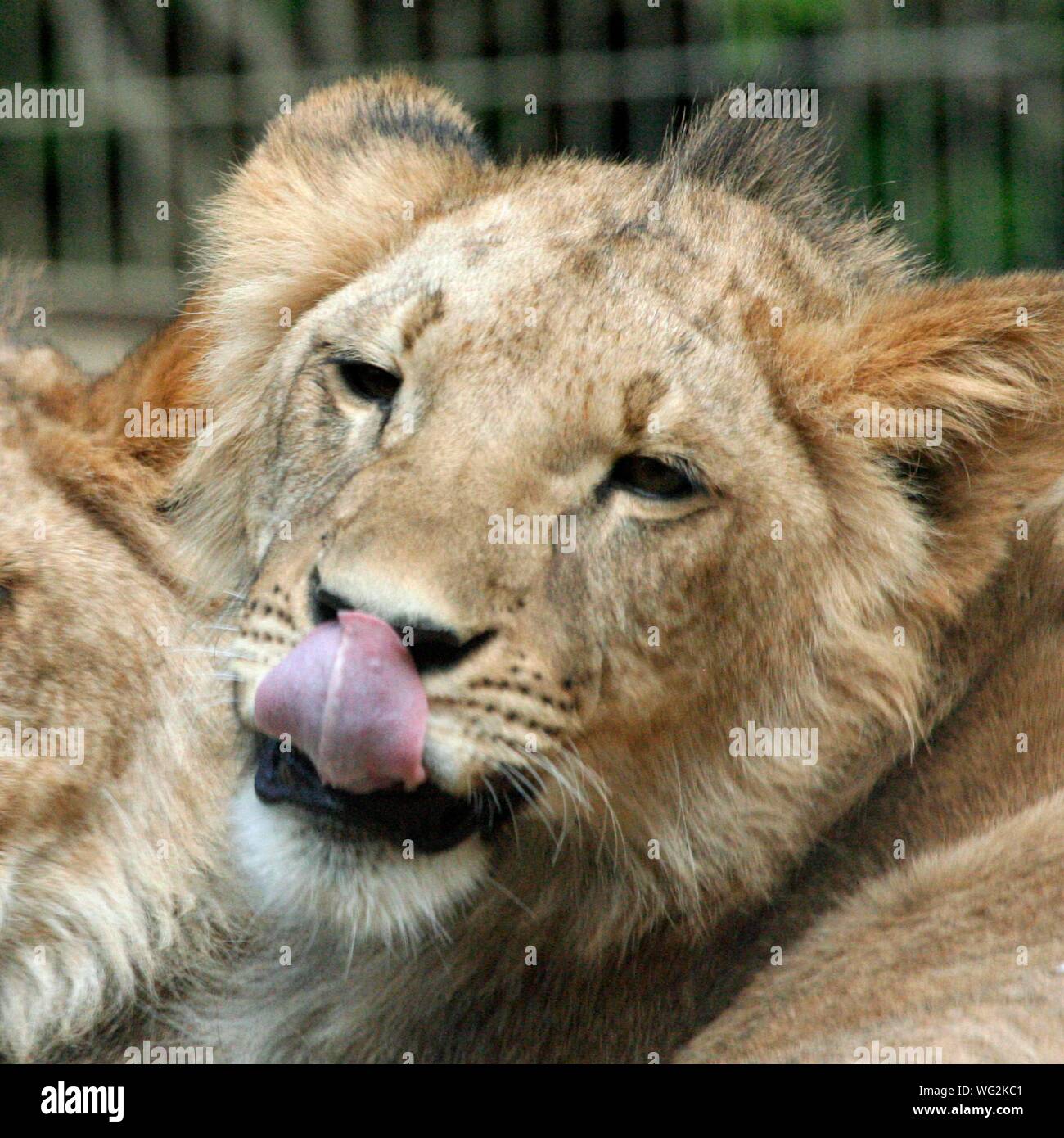 Tongue sticking out lion hi-res stock photography and images - Alamy