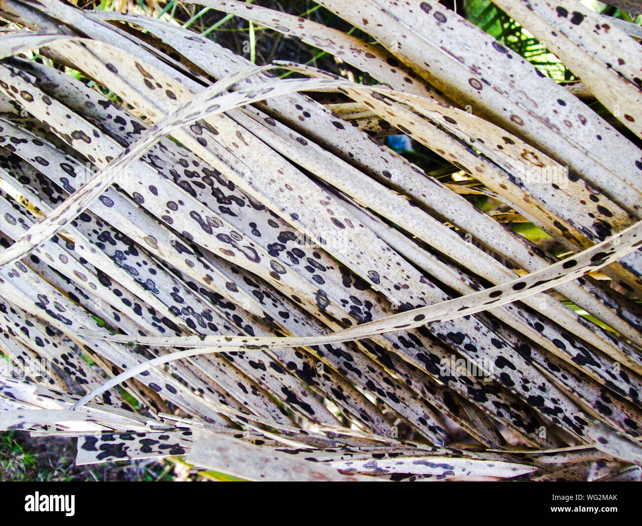 Dried coconut hires stock photography and images Alamy
