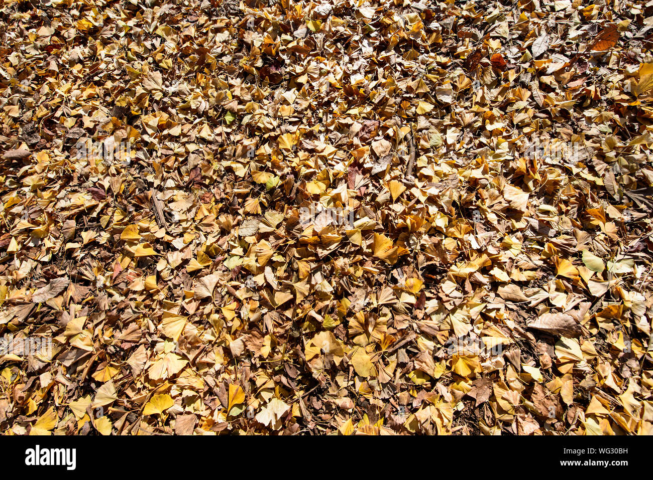 Full Frame Shot Of Fallen Leaves Covering Field During Autumn At Park Stock Photo