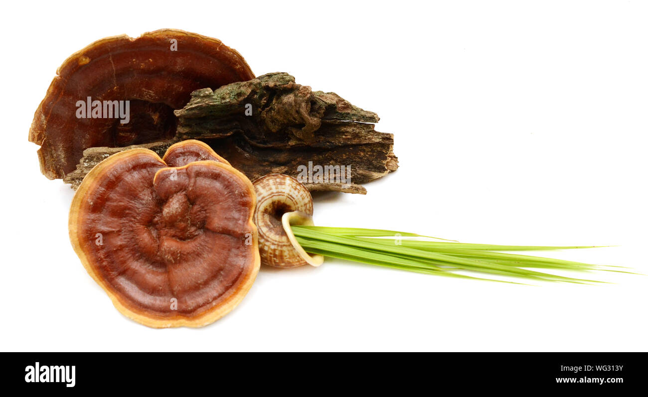 Ganoderma Lucidum Mushroom isolated on white background Stock Photo
