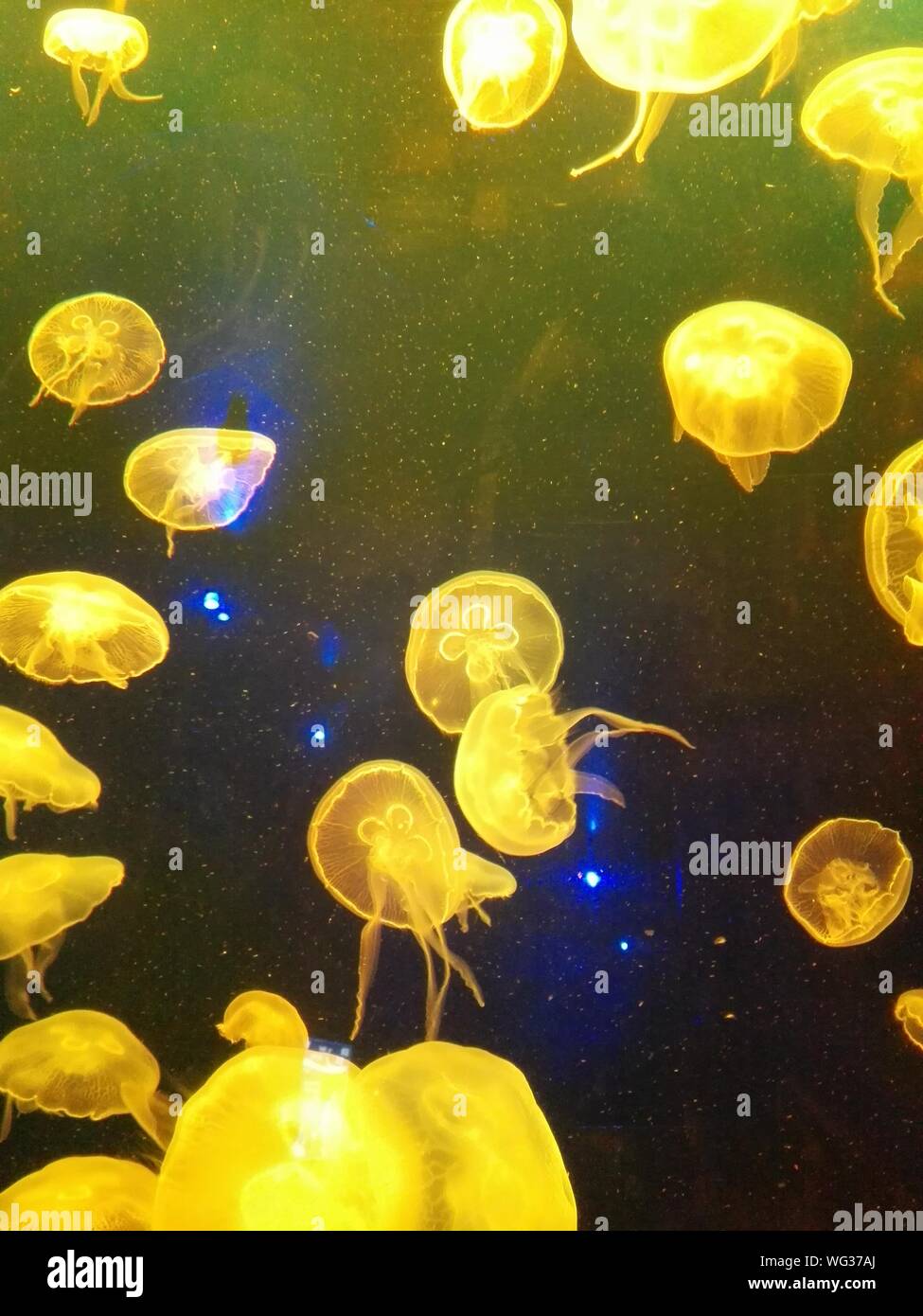 Jellyfishes Swimming In Aquarium Stock Photo