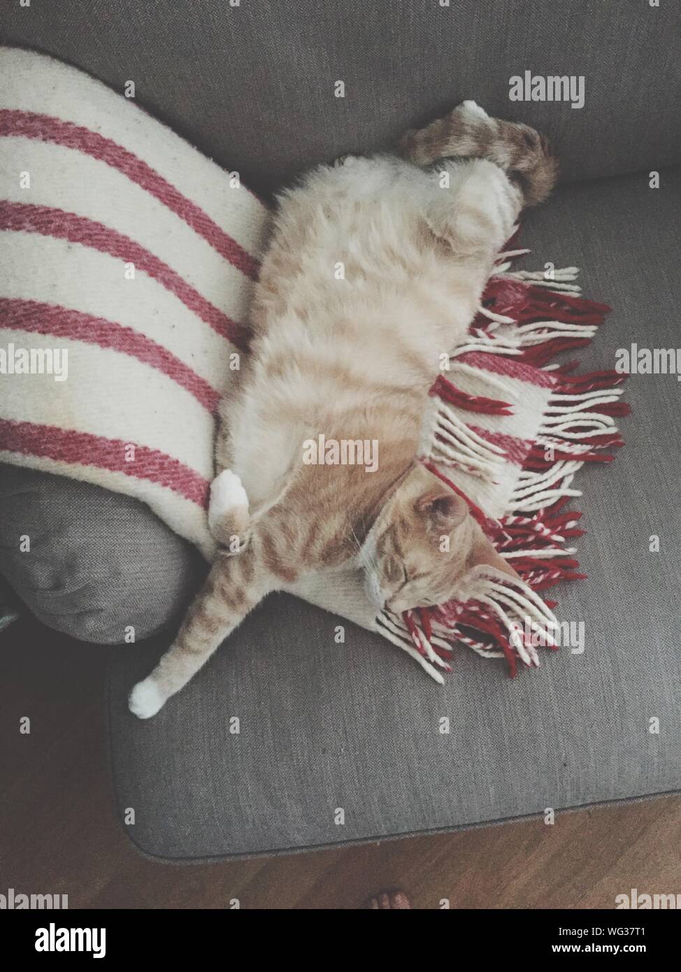 Cat Sleeping On Couch Stock Photo Alamy