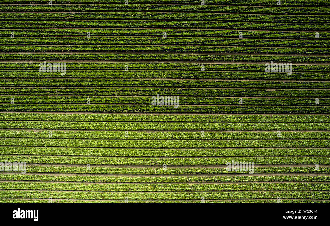 Full Frame Shot Of Agricultural Field Stock Photo