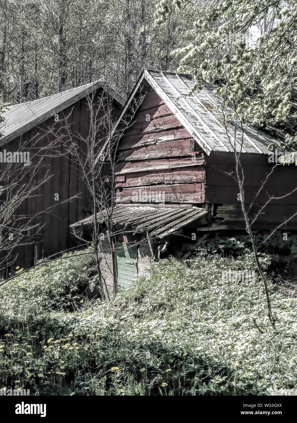 Structure of natural forest hi-res stock photography and images - Alamy