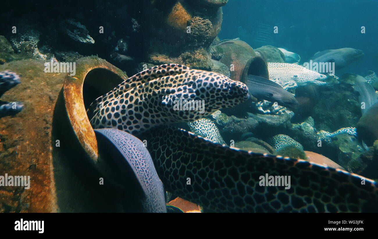 Swimming moray eel hires stock photography and images Alamy