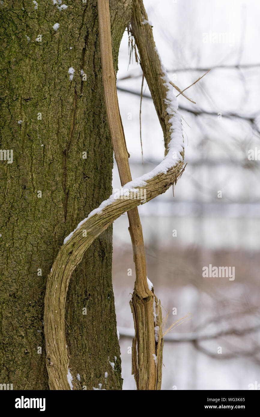 Snow On Vine By Tree Trunk Stock Photo