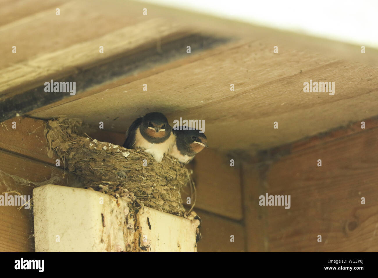 Barn Swallow Nest Building High Resolution Stock Photography and Images