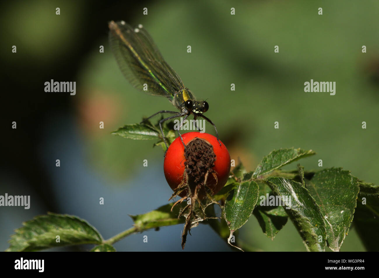 Rose Hip Animal High Resolution Stock Photography And Images Alamy Rose Hip Animal High Resolution Stock Photography And Images Alamy