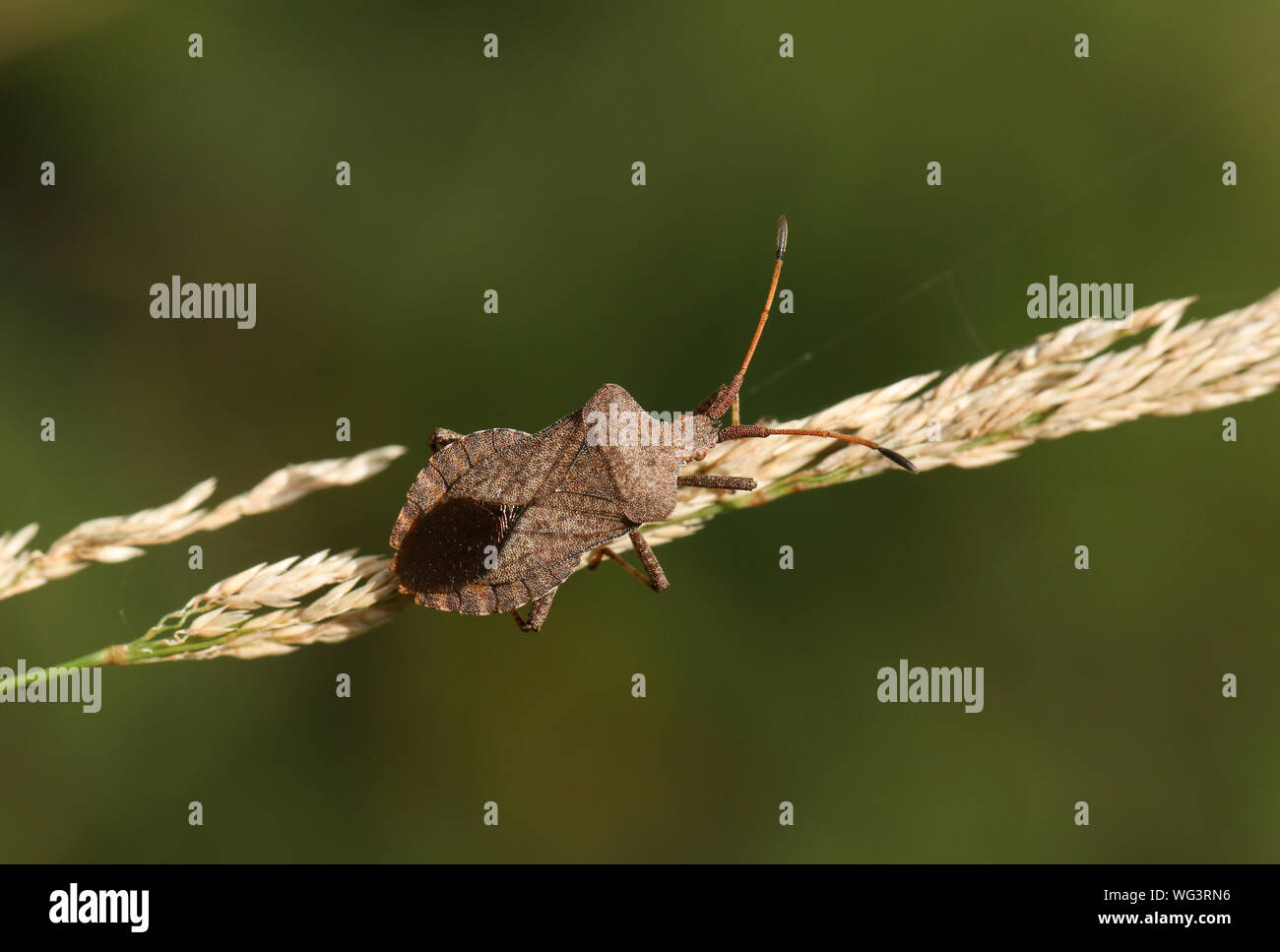 Bug insect grass seeds hires stock photography and images Alamy