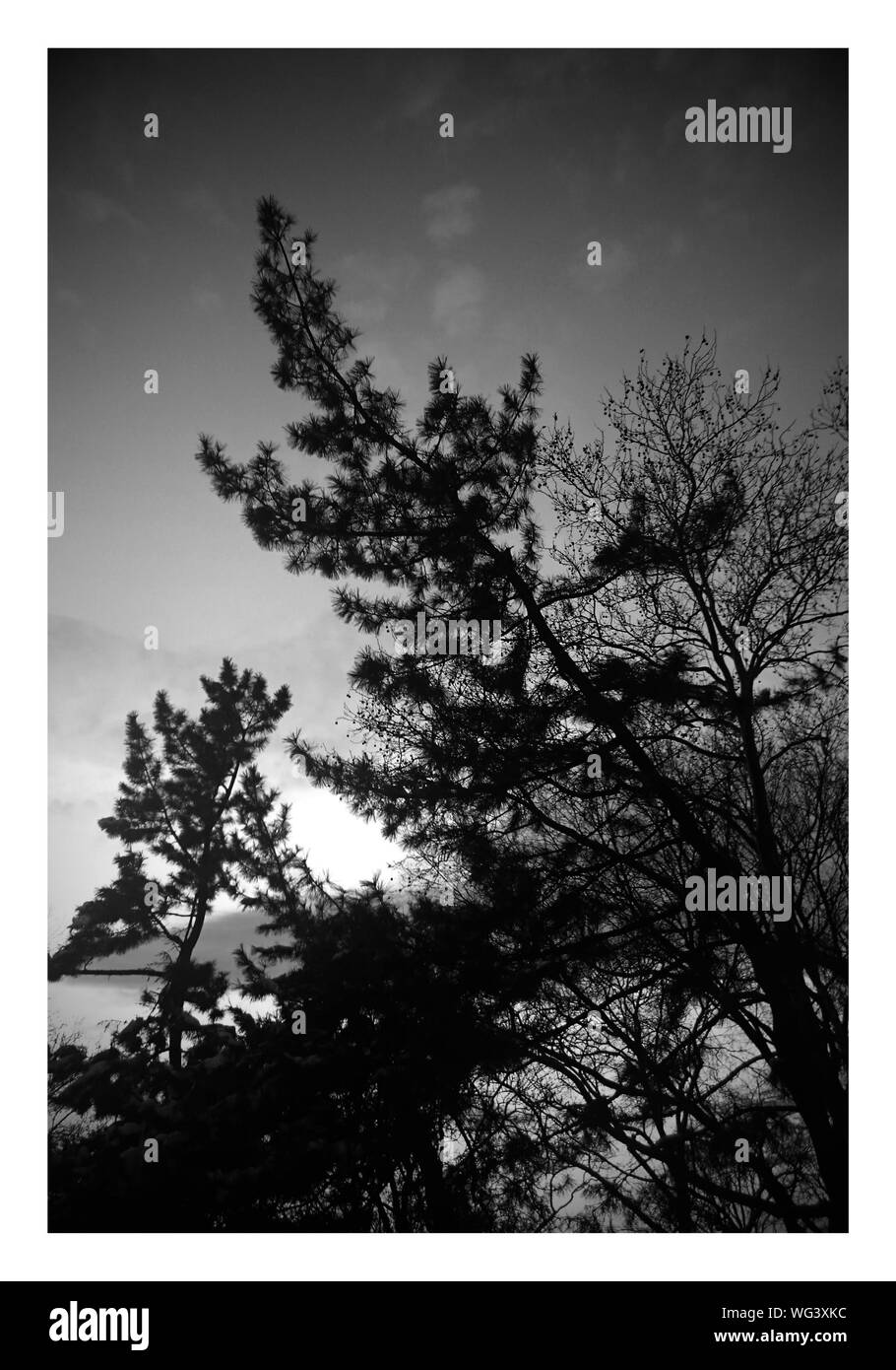 Tree growing sky day Cut Out Stock Images & Pictures Alamy