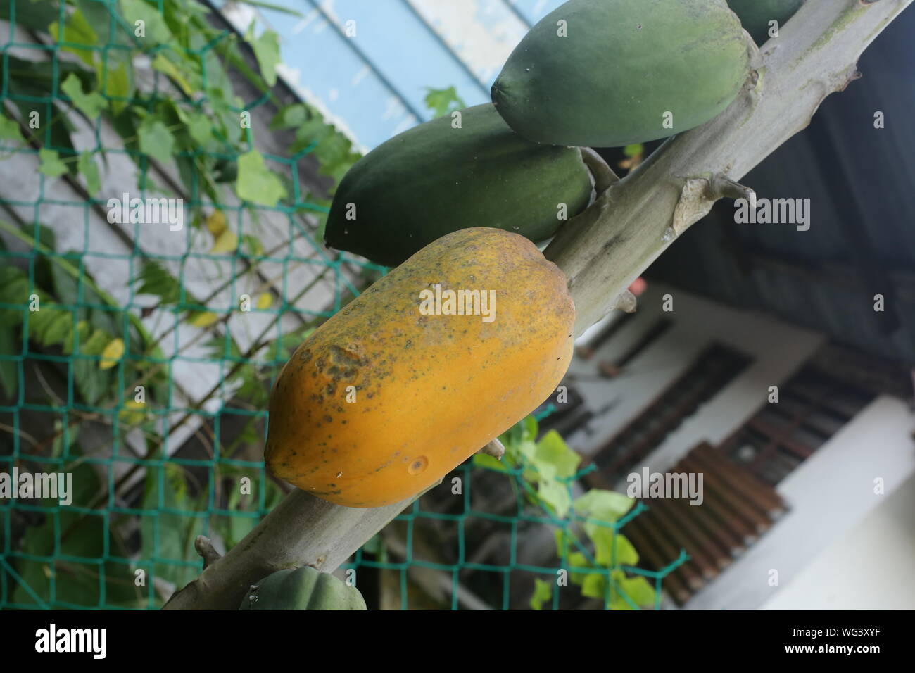 Papayas Growing Outdoors Stock Photo Alamy