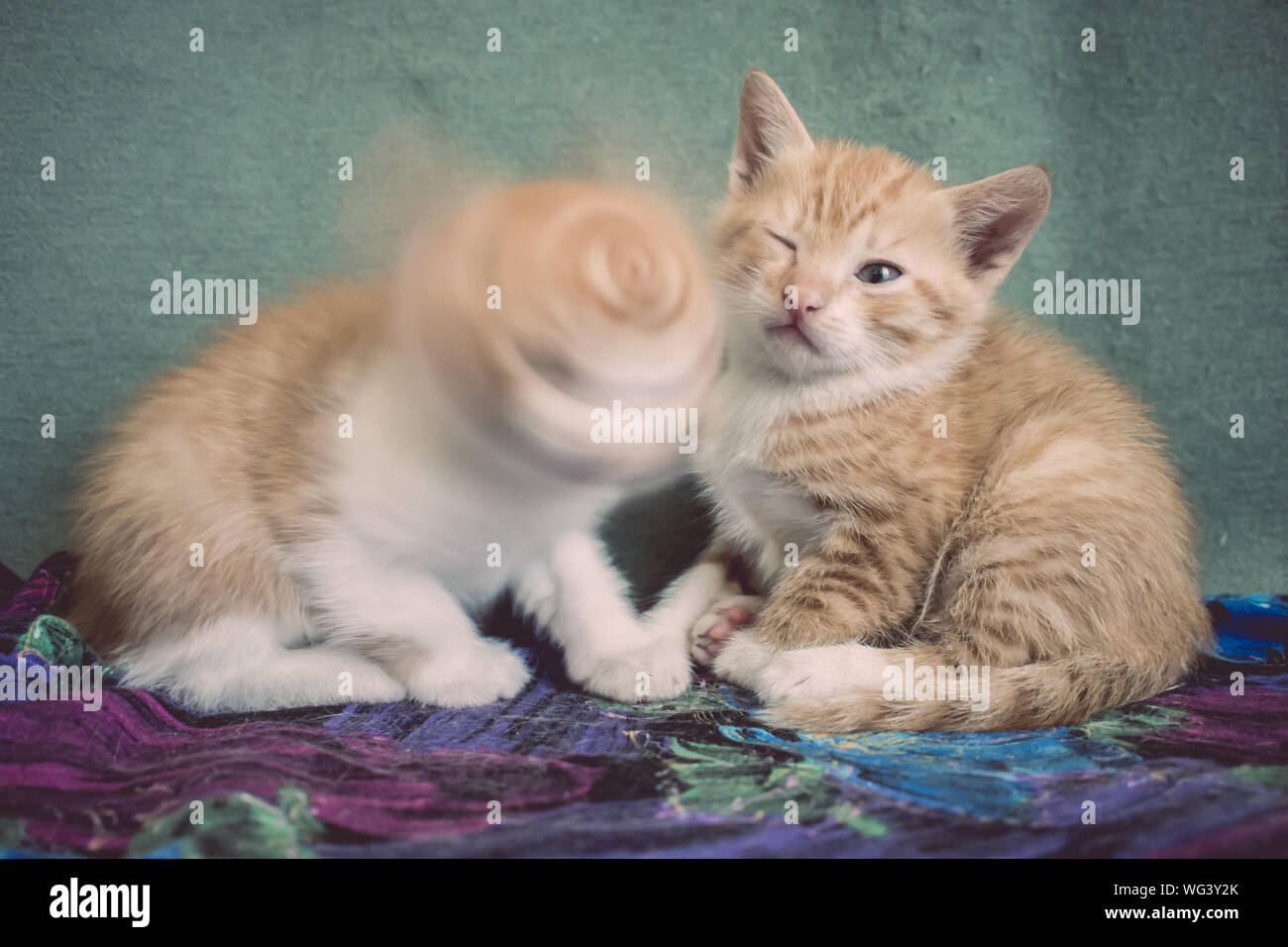 Blurred Motion Cat Shaking Head By Kitten On Bed Stock Photo