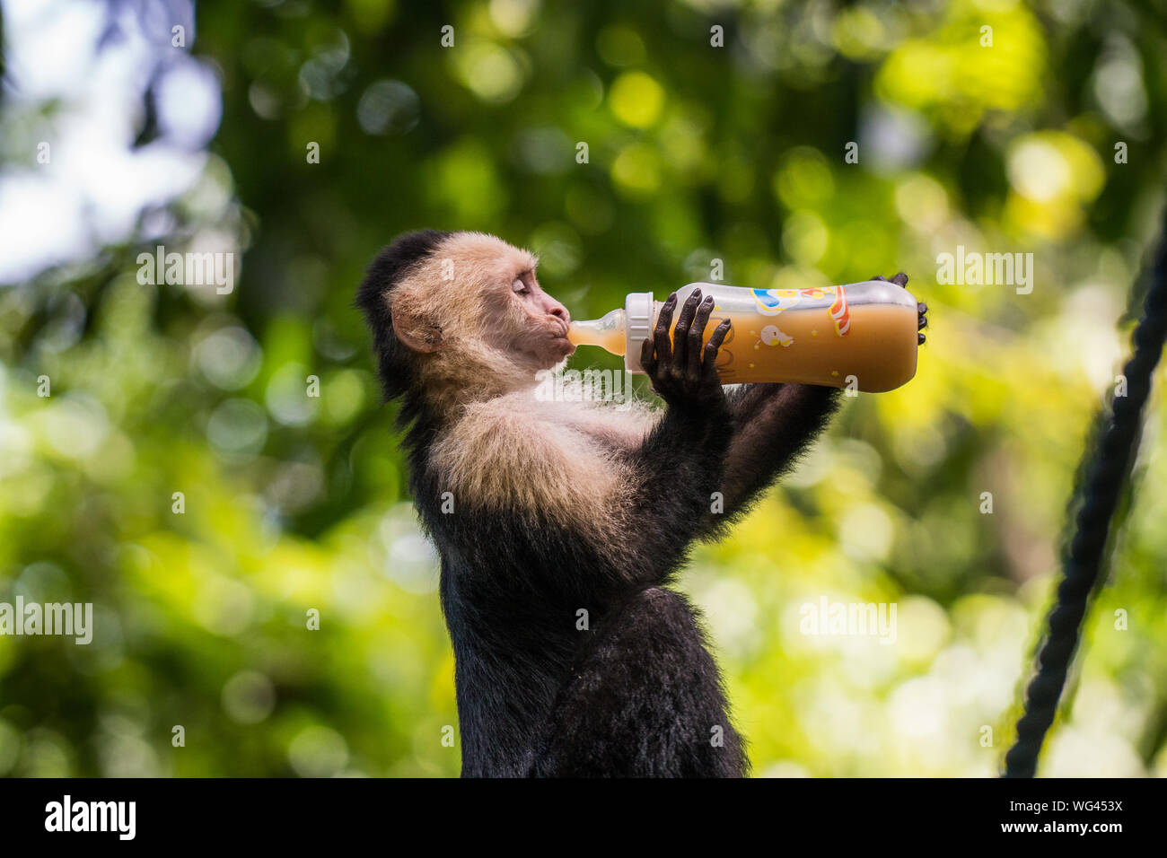 Side View Of Monkey Drinking Drink Against Trees Stock Photo - Alamy