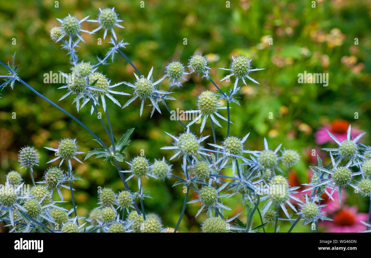 Sea Holly (Eryngium) flowers. Sedgwick Gardens on Long Hill estate, in Beverly, MA Stock Photo
