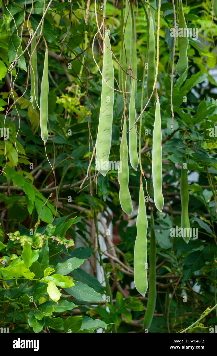 The seed pods of the Japanese wisteria plant (Wisteria floribunda).  Sedgwick Gardens on Long Hill estate, in Beverly, MA Stock Photo - Alamy