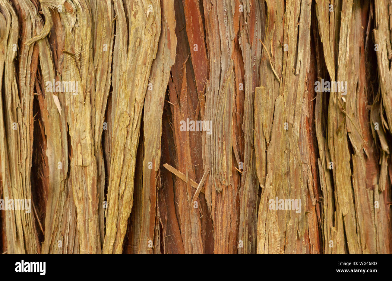 Cedar tree bark, in Sedgwick Gardens. Long Hill estate in Beverly, MA. Stock Photo