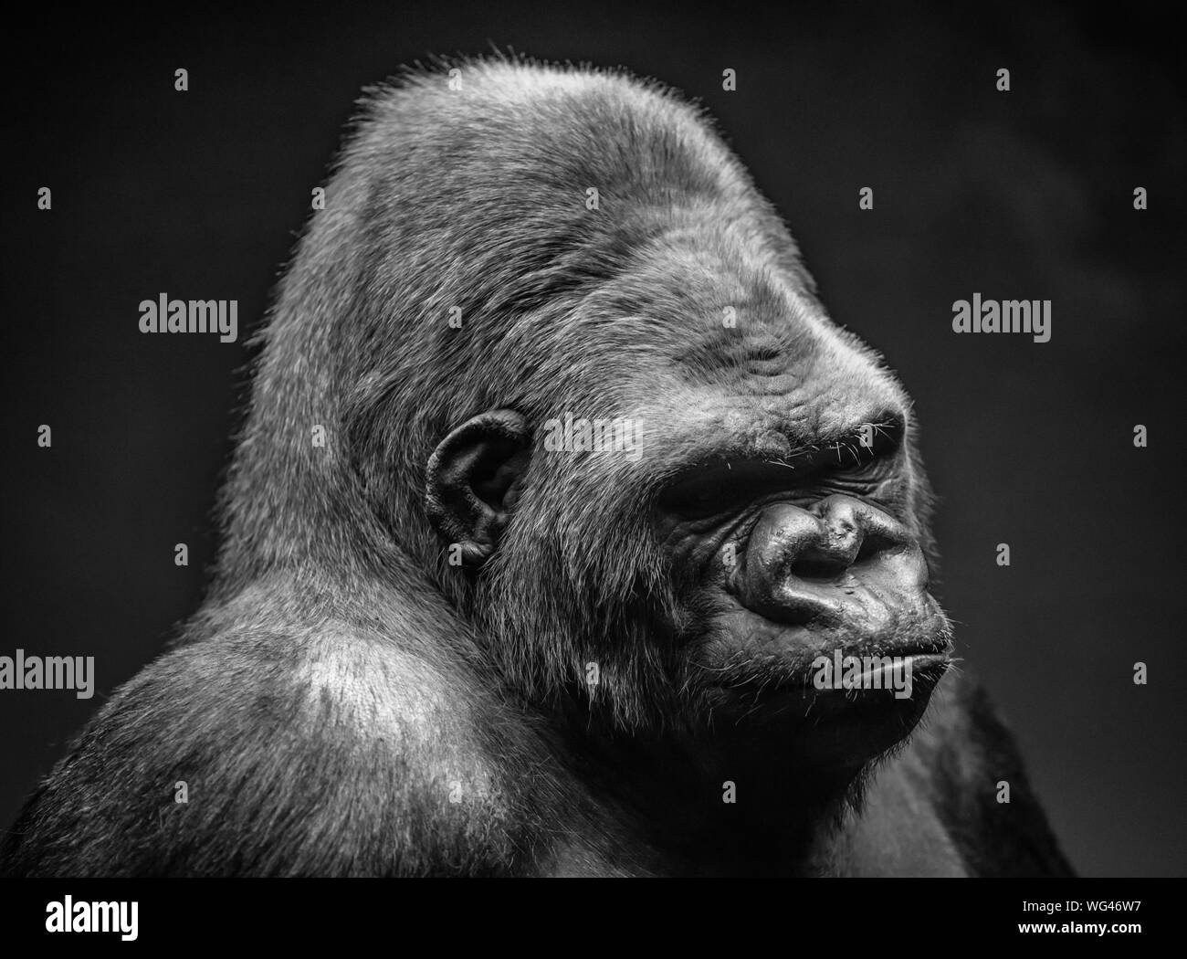 Monkey standing up Black and White Stock Photos & Images Alamy
