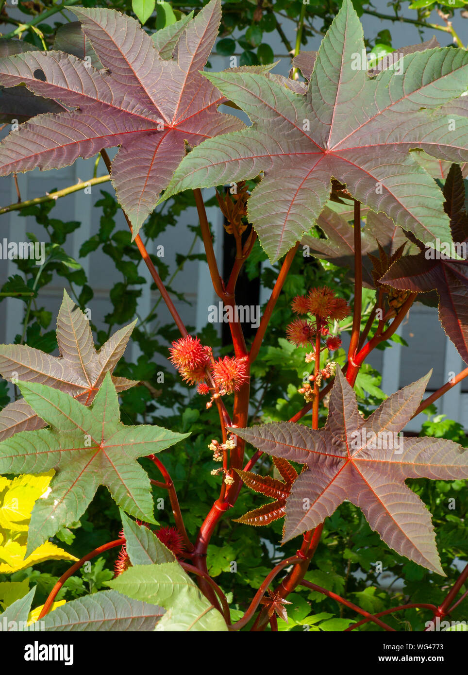 Castor oil plant (Ricinus communis ‘Carmencita’). Leaves, stems and fruits. Sedgwick Gardens on Long Hill estate, in Beverly, MA Stock Photo
