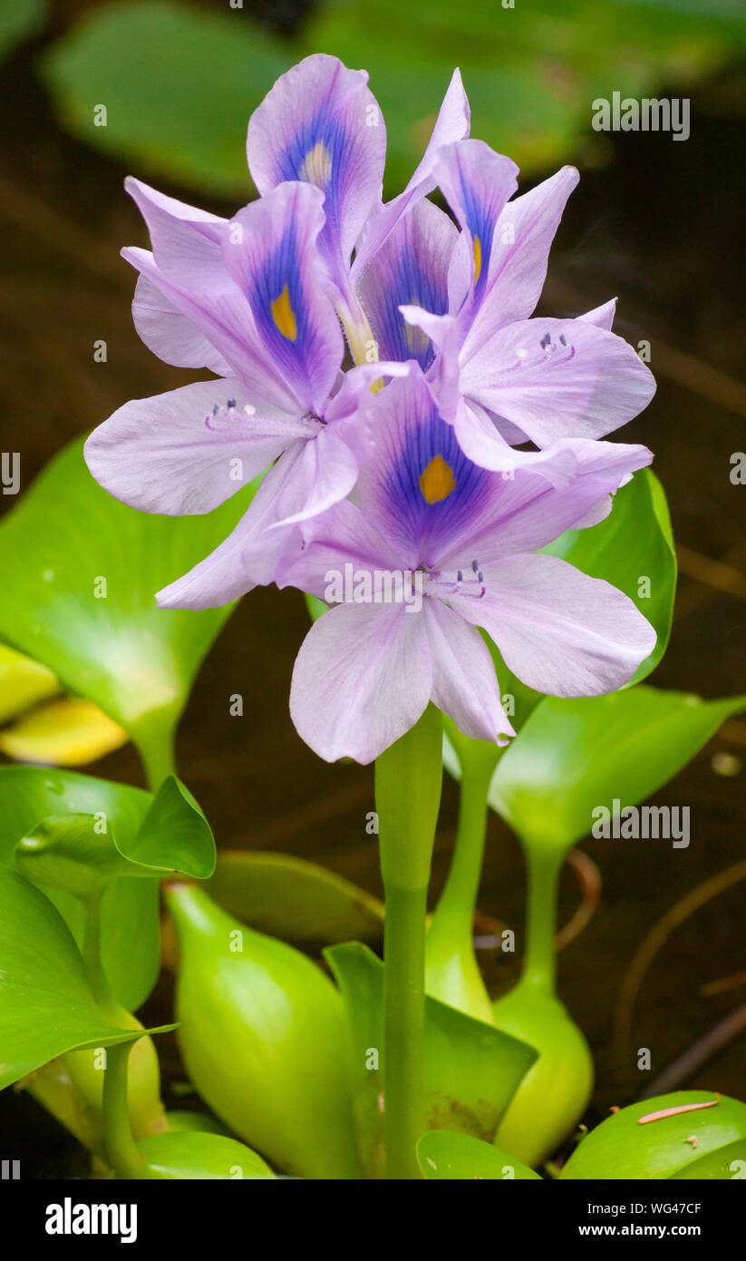Flowers of the water hyacinth plant (Eichhornia crassipes). Sedgwick Gardens on Long Hill estate, in Beverly, MA Stock Photo