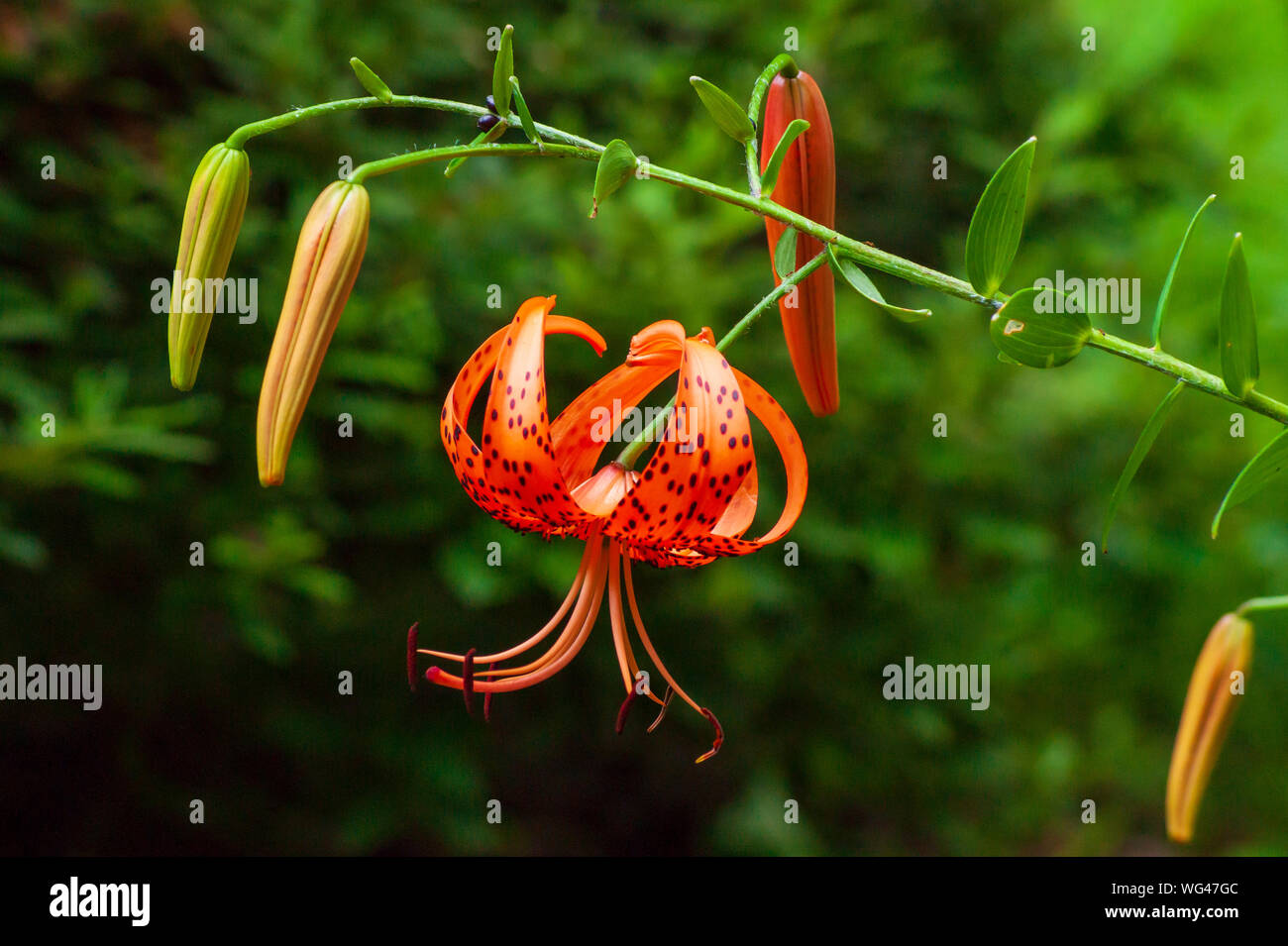 Tiger lily flowers buds in hi-res stock photography and images - Alamy