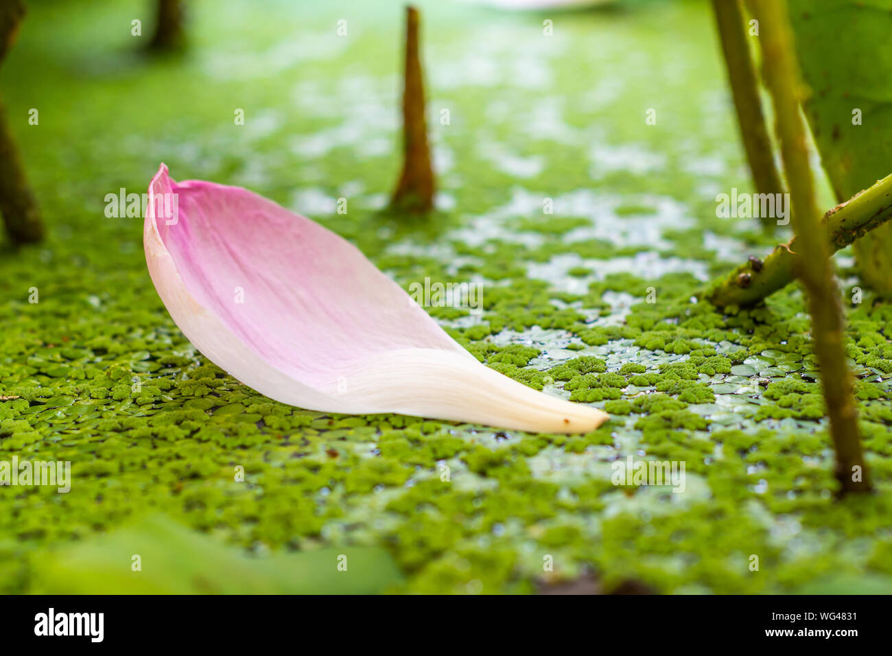 Petal covering hires stock photography and images Alamy