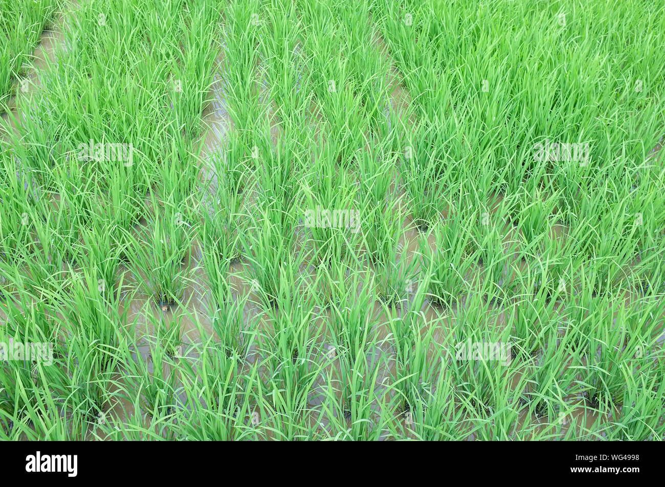 Rice paddy or paddy field in Osaka, Japan. Stock Photo