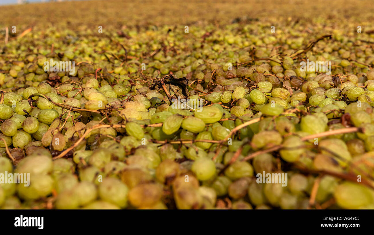 Grape picking and laying process for making raisins Stock Photo Alamy