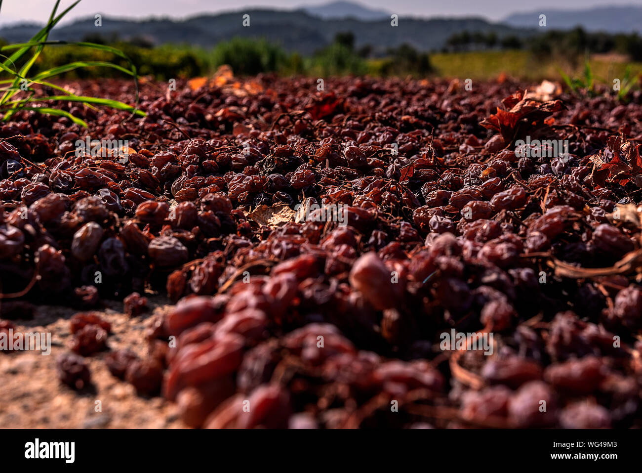 Grape picking and laying process for making raisins Stock Photo Alamy