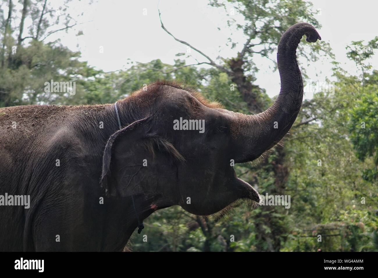 Side View Of Elephant Bellowing Stock Photo
