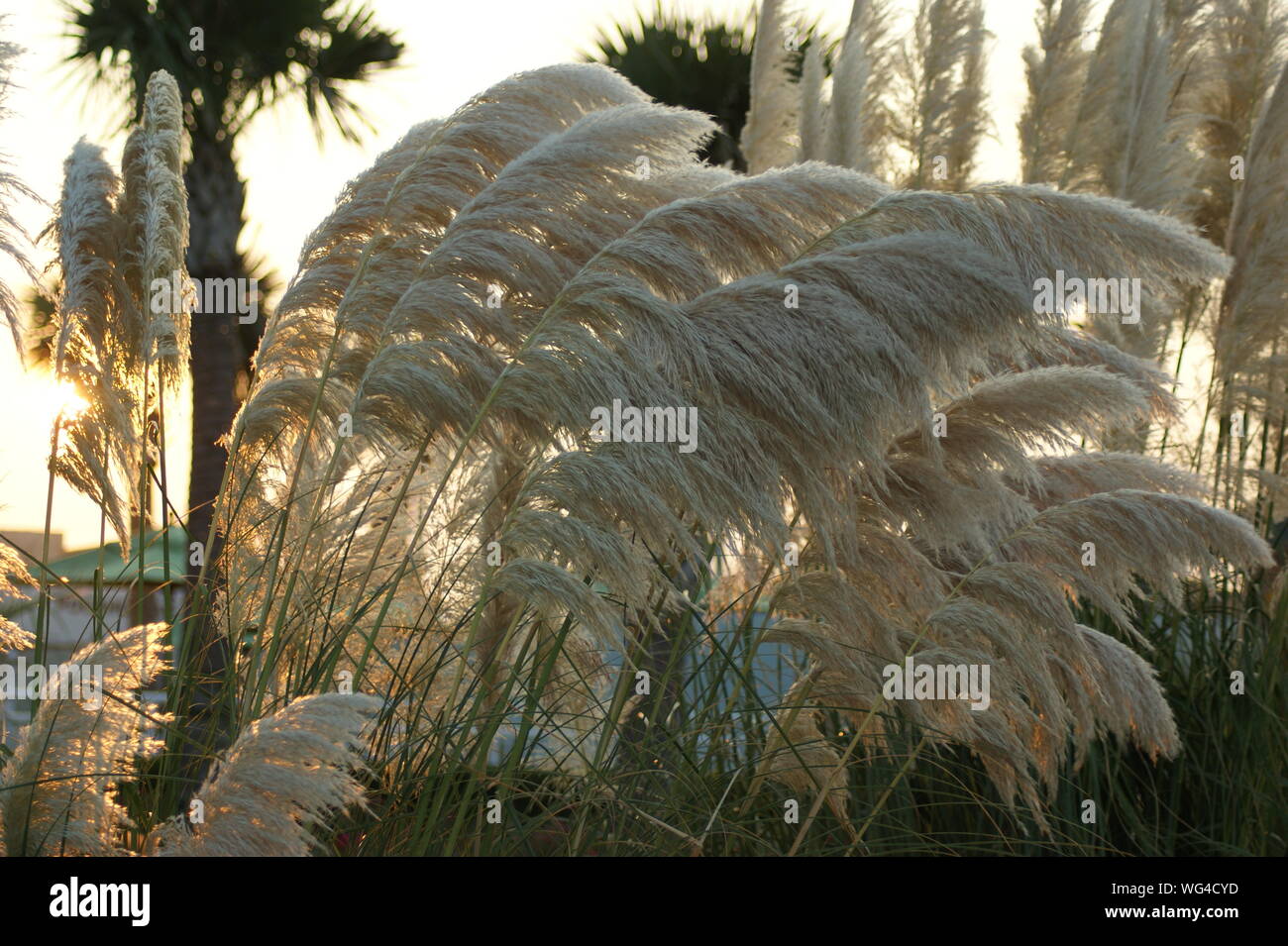 Closeup Of Pampas Grass On Field Stock Photo Alamy