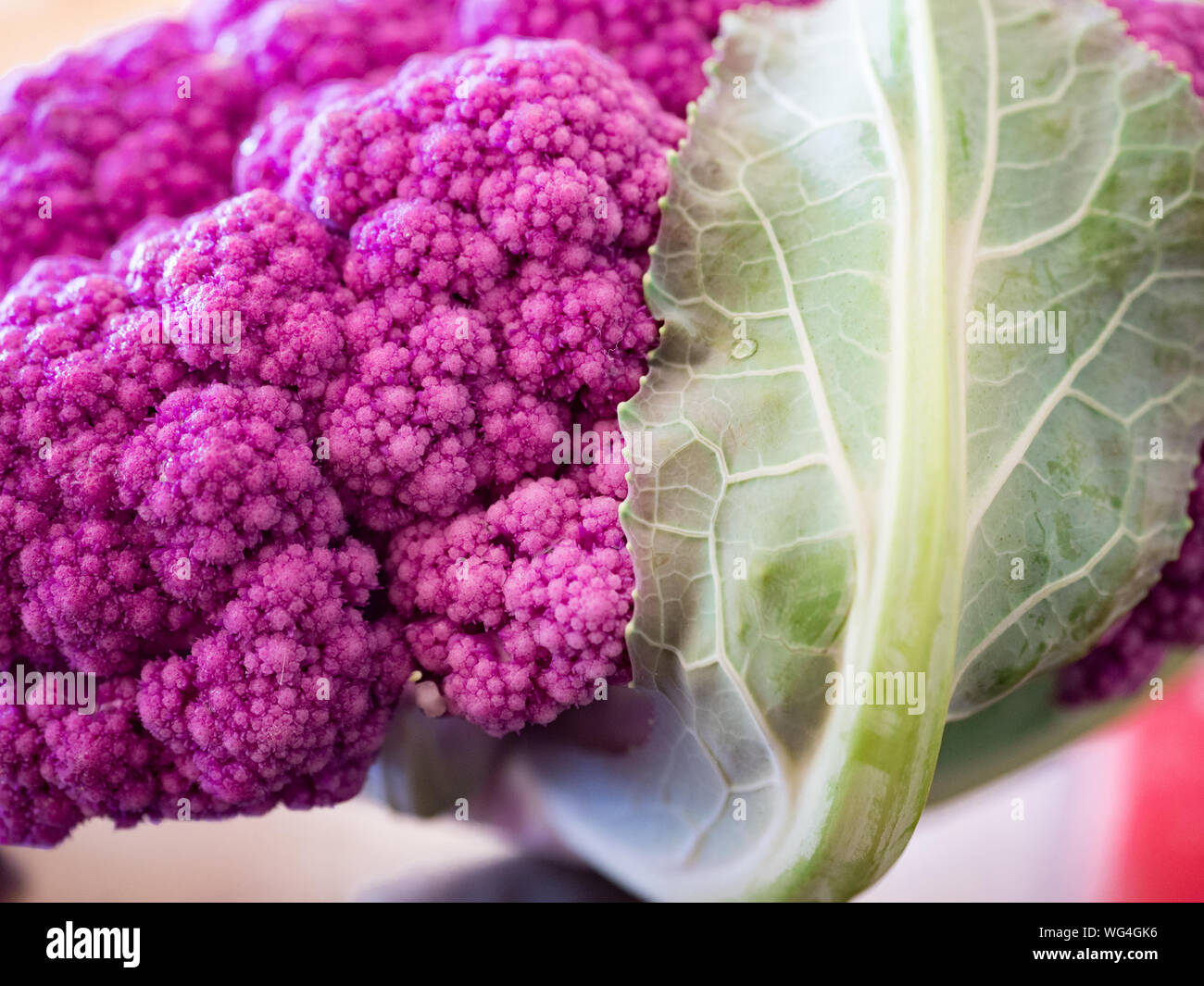 Close up view of organic purple cauliflower from farmer's market, Brassica oleracea var. botrytis, belonging to the plant order Capparales, gets color Stock Photo