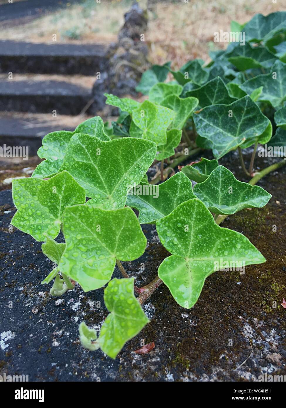High Angle View Of Wet Ivy Growing On Field Stock Photo