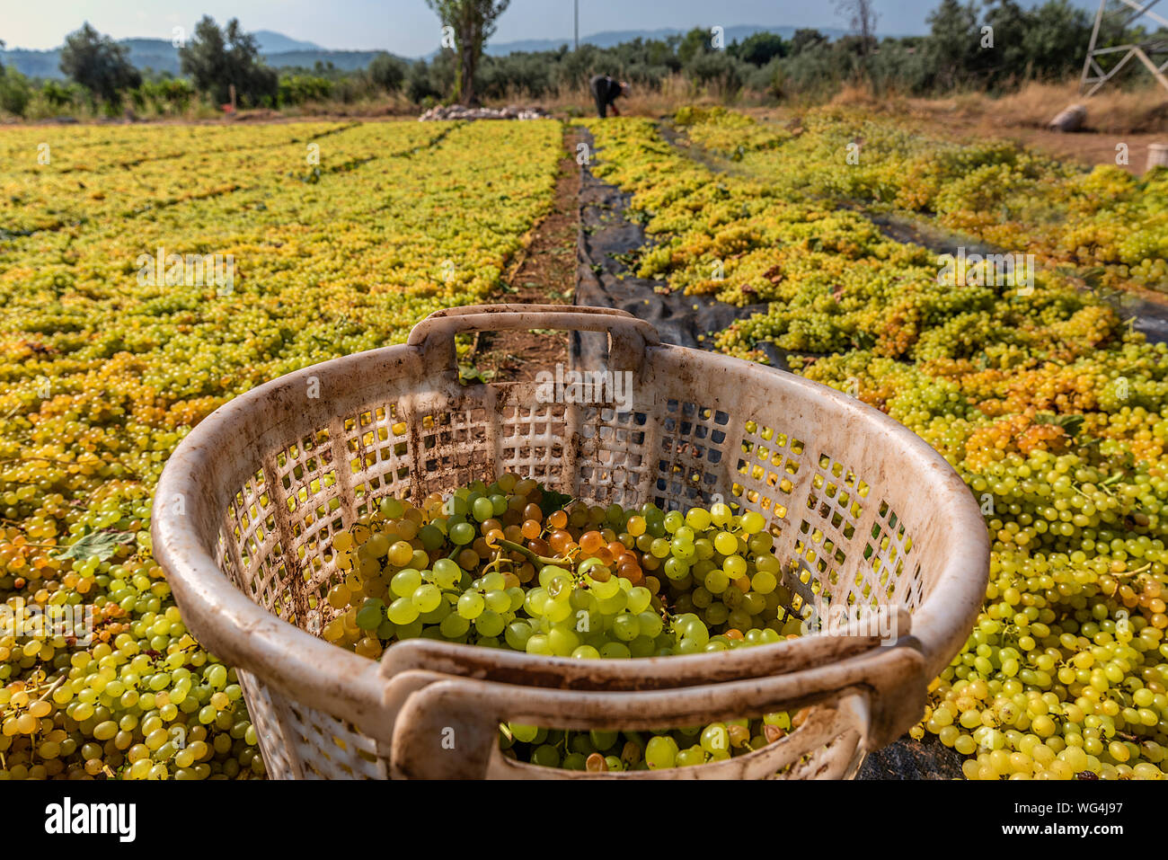 Grape picking and laying process for making raisins Stock Photo Alamy