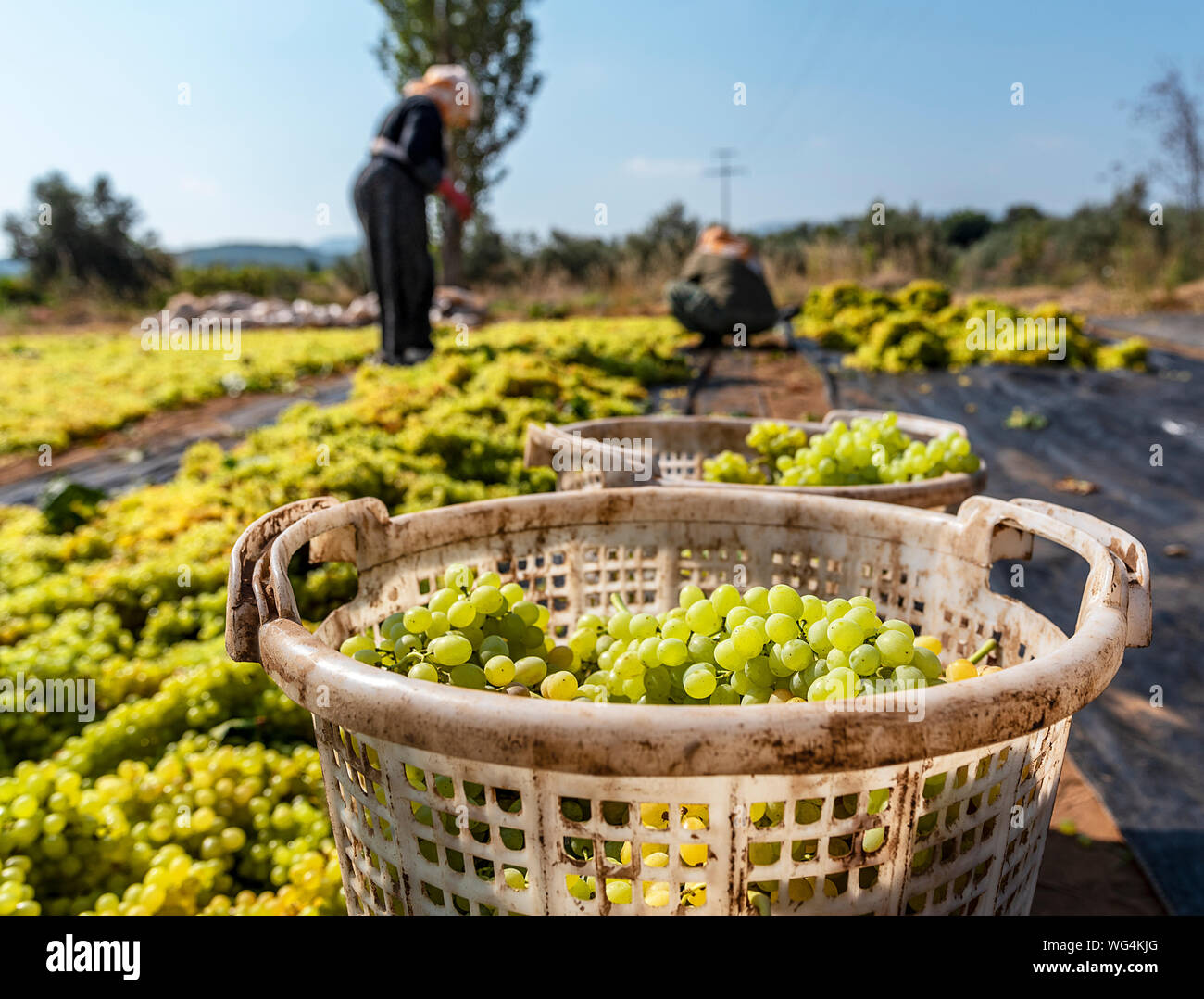 Grape picking and laying process for making raisins Stock Photo Alamy