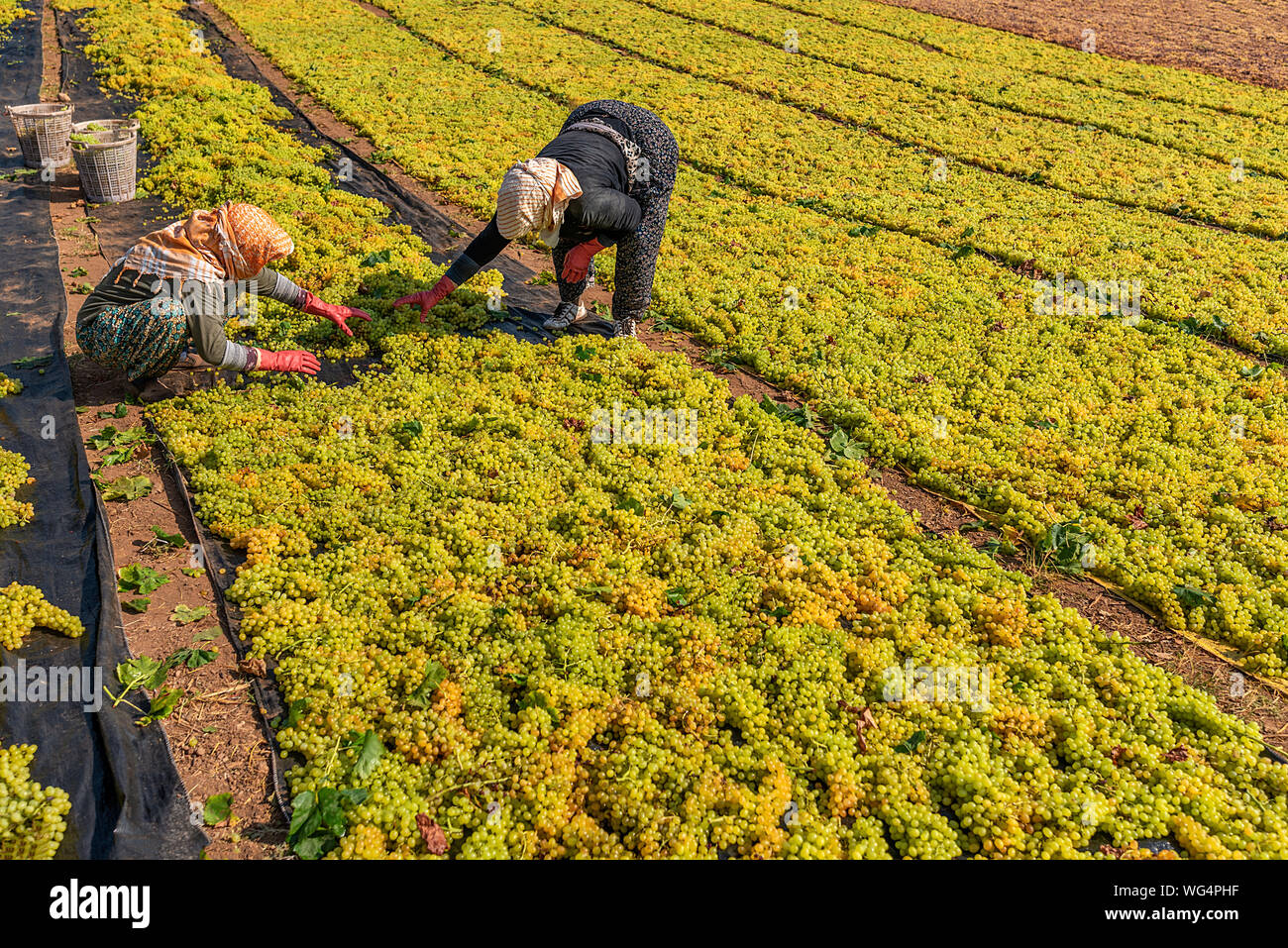 Grape picking and laying process for making raisins Stock Photo Alamy