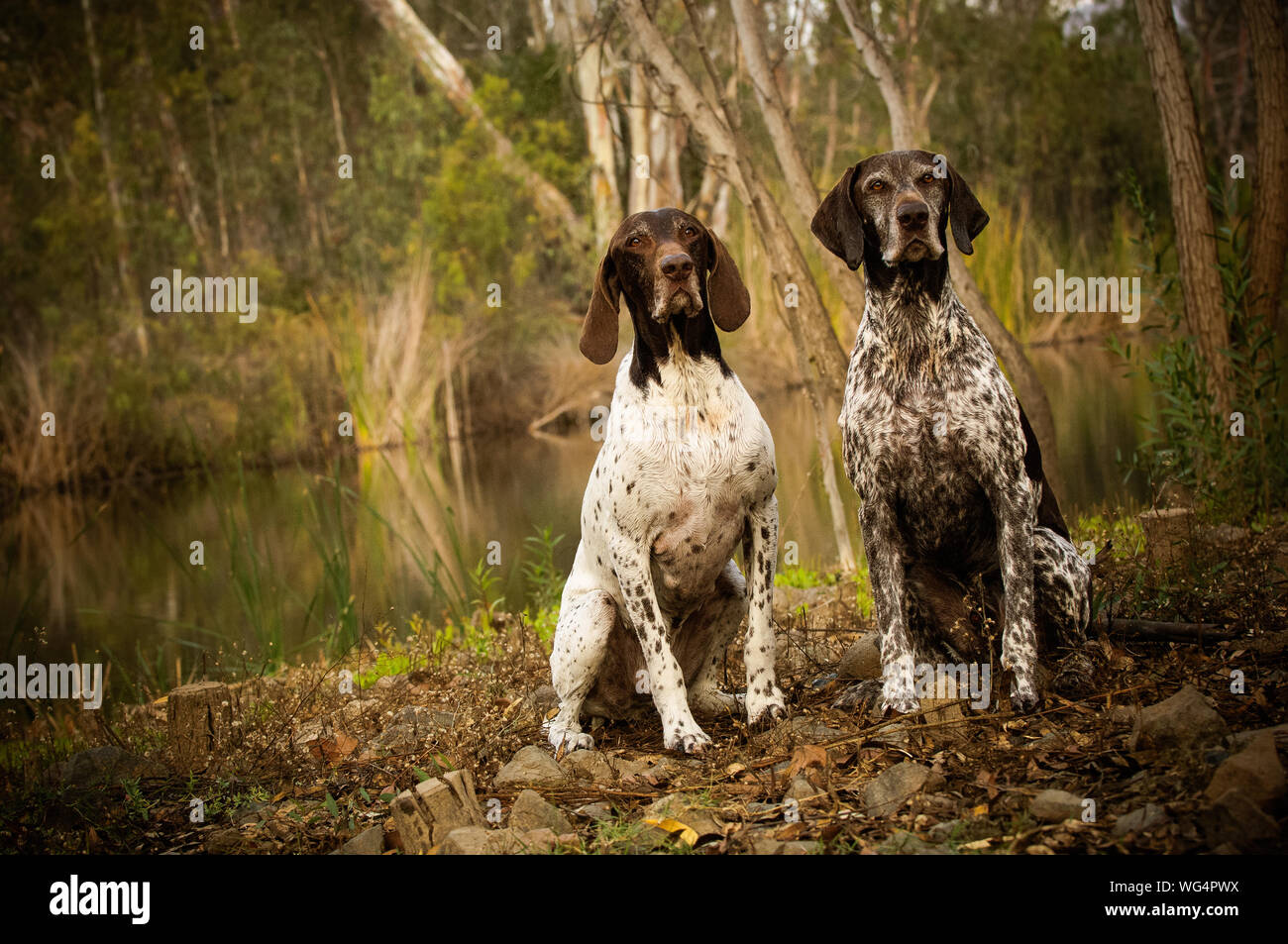 German Shorthaired Pointer Dogs Sitting On Field By Pond Stock