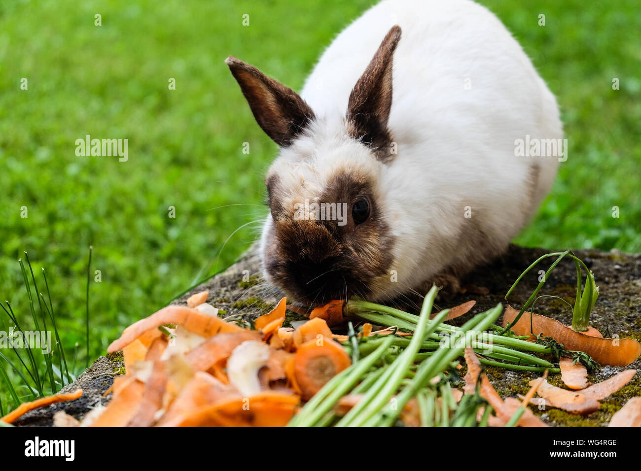 Animal eating carrots hi-res stock photography and images - Alamy