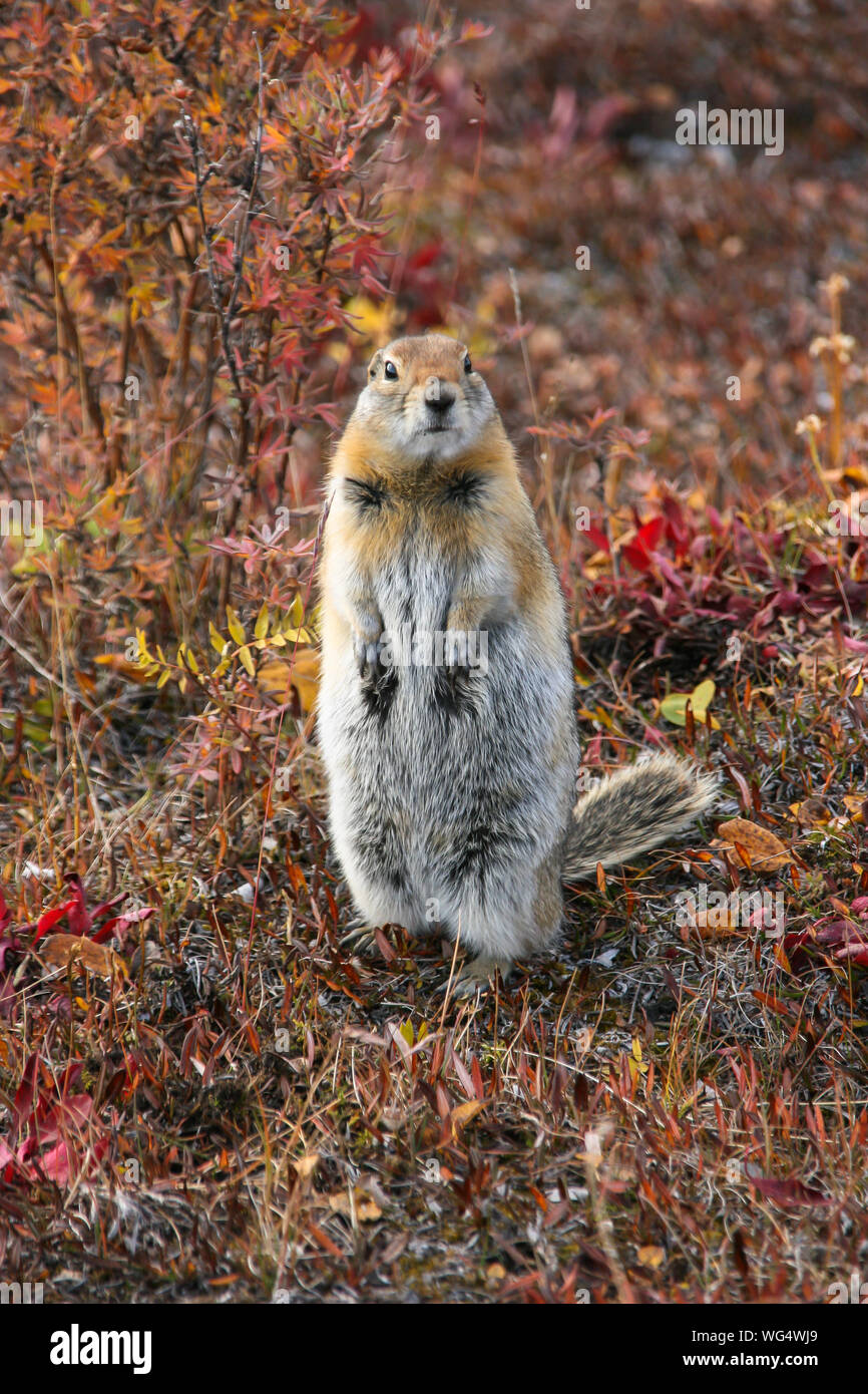 Close up of an Arctic ground squirrel watching attentive in the colorful autumn tundra, Denali National Park, Alaska Stock Photo