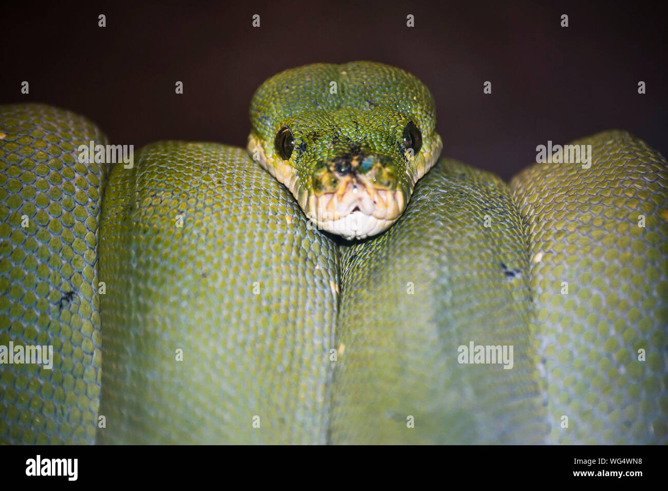 Rolled snake hi-res stock photography and images - Alamy