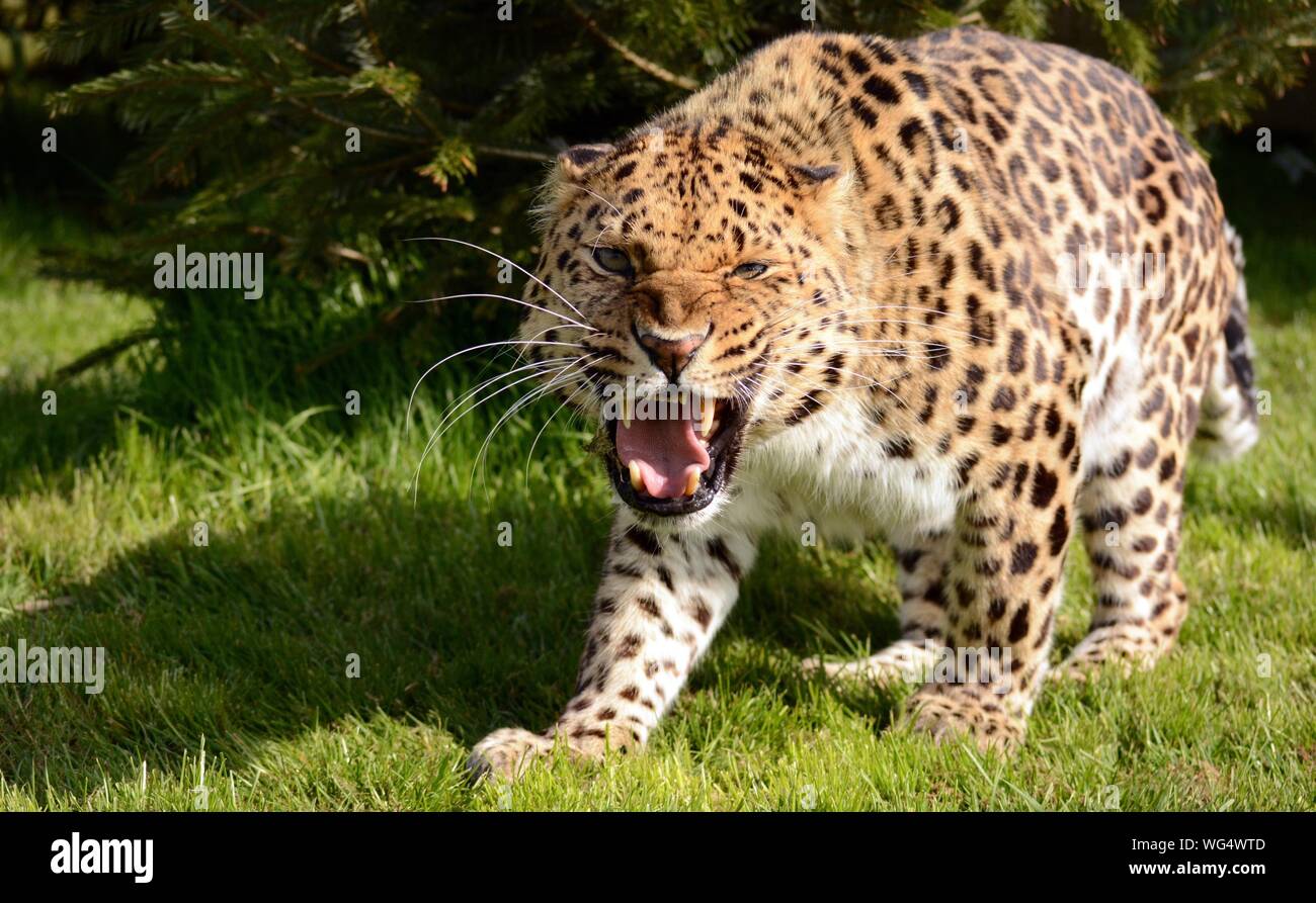 Close-up Of Leopard Growling Stock Photo