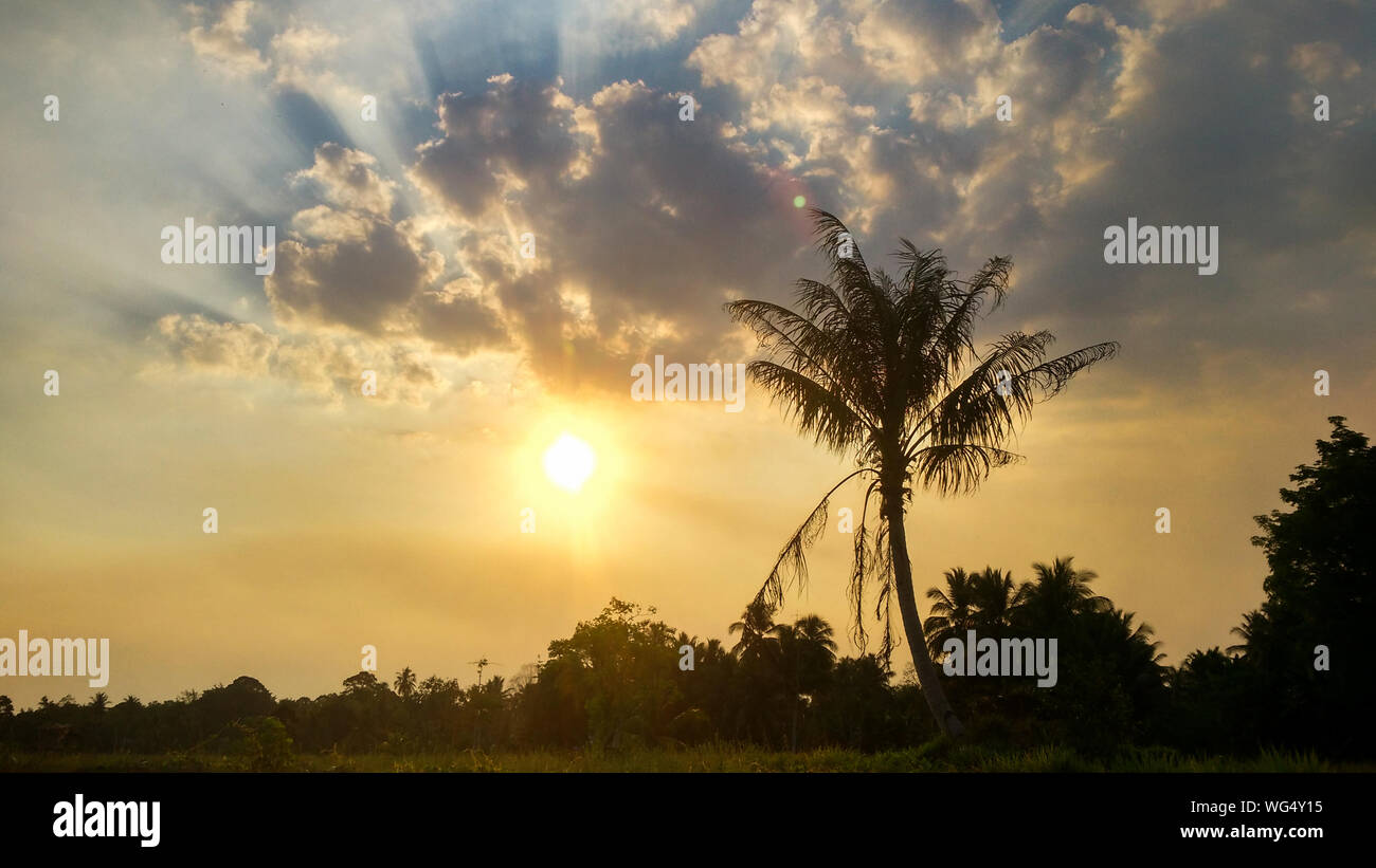 Are palm trees full sun hires stock photography and images Alamy