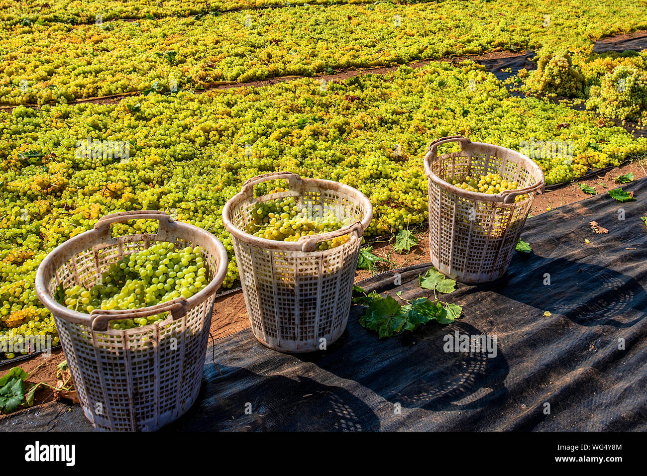 Grape picking and laying process for making raisins Stock Photo Alamy