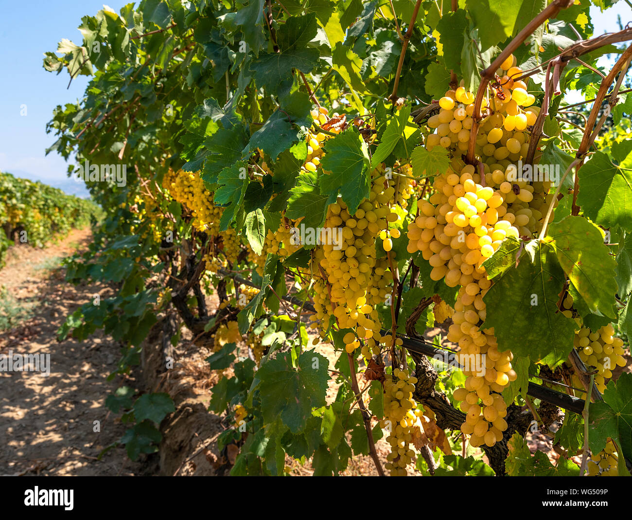 Grape picking and laying process for making raisins Stock Photo Alamy