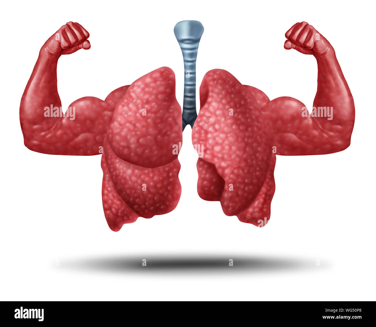 Strong healthy human lungs and powerful cardiovascular with muscle biceps in a 3D illustration style. Stock Photo