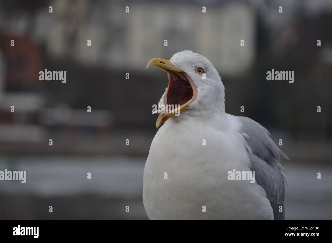 Close-up Of Seagull Squawking Stock Photo